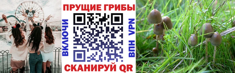Псилоцибиновые грибы GOLDEN TEACHER  купить  цена  Чебаркуль 